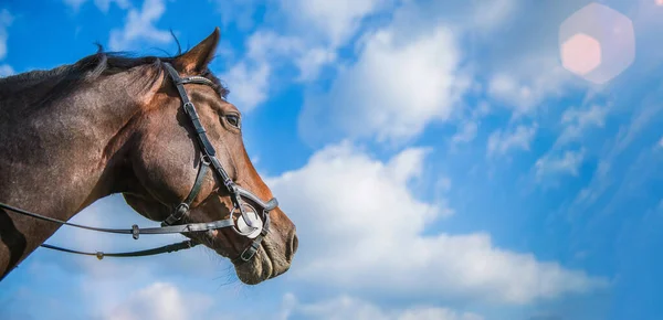 stock image Horse head on blue sky. Copy space. Equestrian theme.