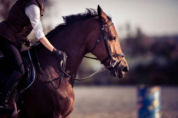 Meisje Kloppend Paard Training Paardensport Thema — Stockfoto