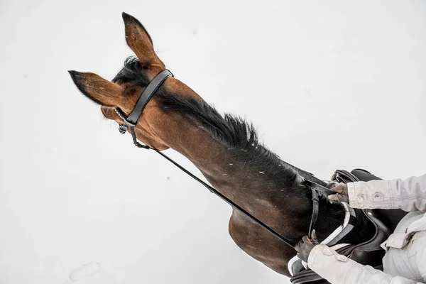 上から見た馬のライダー 馬術のテーマ — ストック写真