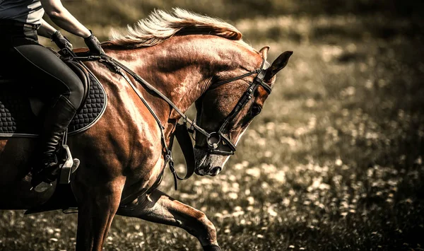 Mocný Kaštanový Kůň Profesionálním Jezdcem Zádech Cválající Poli Jezdecký Motiv — Stock fotografie