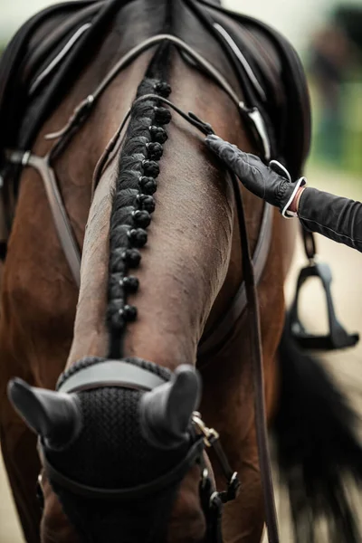 Perfettamente Curato Sport Show Jumping Horse Durante Competizioni Equestri Primo — Foto Stock