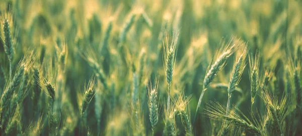 Field Full Growing Rye Green Scenery Blurred Background Agriculture Farming — Stock Photo, Image