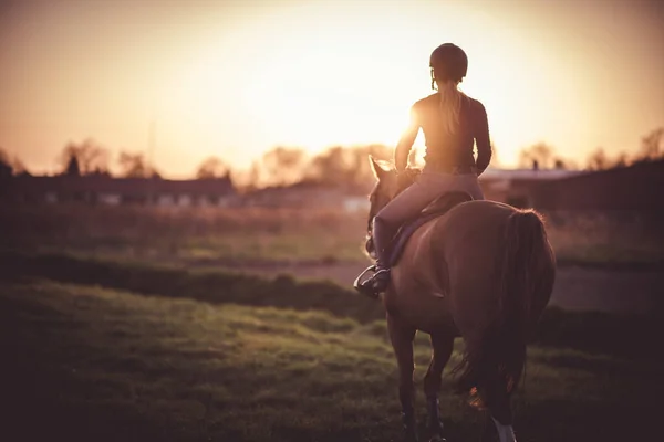 Paard Zijn Ruiter Lopen Naar Zonsondergang Thema Paardensport — Stockfoto