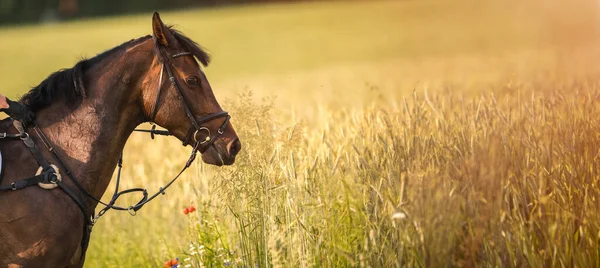 stock image Horse in the green field with flowers. Equestrian theme. Copy space.