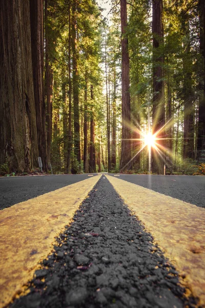 加州红杉森林的路背景是红杉树 横向照片 — 图库照片