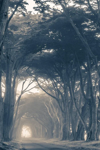 巨大な背の高い古い木の間の道に沿って一人で歩く人のシルエット 風光明媚な国立公園の風景です ダークテーマ — ストック写真