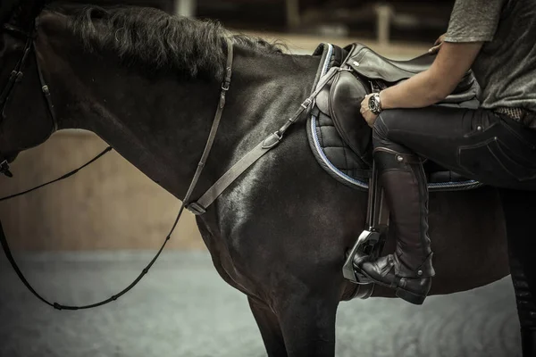 Het Paard Stappen Voor Een Training Paardensport Thema — Stockfoto