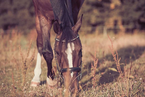 Happy Horse Äter Gräs Fältet Hästtema — Stockfoto