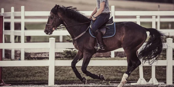 Allenamento Equestre Salto Cavallo Tema Equestre — Foto Stock