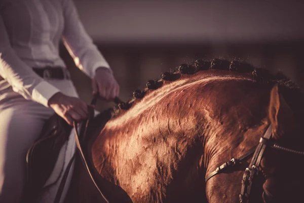 Een Ruiter Het Paard Die Bij Zonsondergang Teugels Vasthoudt Recreatie — Stockfoto