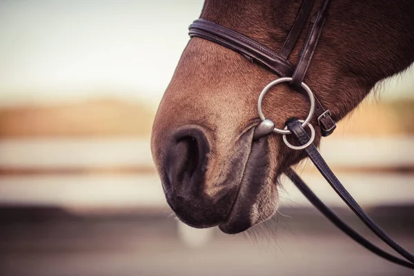 Кінь Трохи Роті Кінне Обладнання — стокове фото