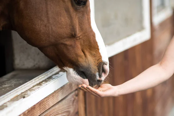 stock image Closeup of Female Hand Touching the Horse's Muzzle While Giving a Treat. Horse and Animal Care Theme.