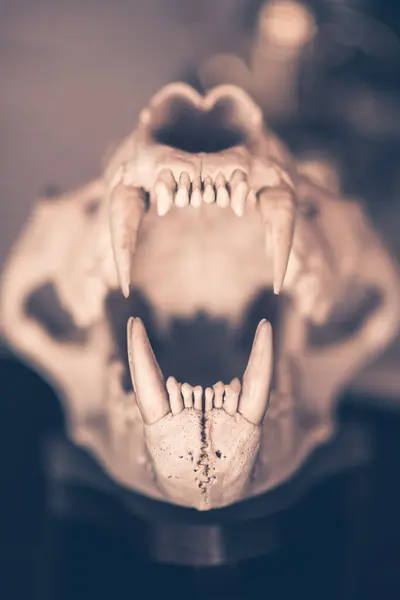 大型牙齿张开的野生动物骷髅正面视图 黑暗的概念模糊的背景 — 图库照片