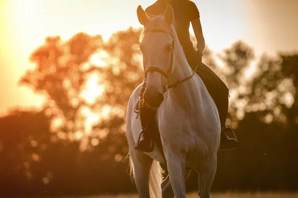 Щасливого Білого Коня Вершника Заході Сонця Кінна Тема — стокове фото