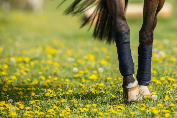 A horse walking through a field of dandelions. Equestrian theme.