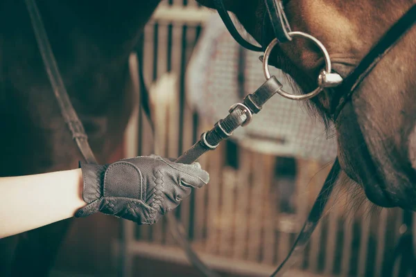 Atın Dizginlerini Tutan Bir Sürücünün Eli Sürüş Çin Hazırlanıyor Ahırda — Stok fotoğraf