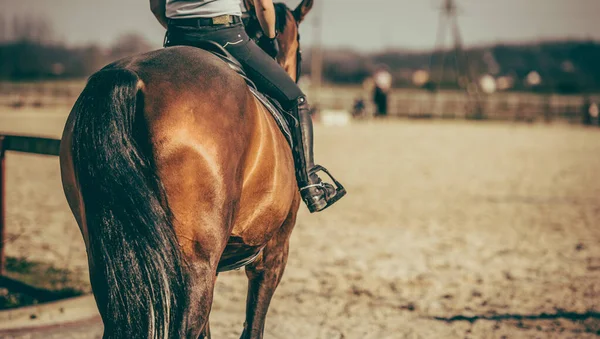 Vista Posteriore Cavallo Cavaliere Che Camminano Verso Sand Riding Arena — Foto Stock