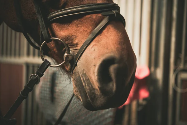 Closeup of a Horse\'s Muzzle Wearing Black Leather Bridle with Metal Bit. Equestrian Tack and Equipment Theme. Stable in the Background.