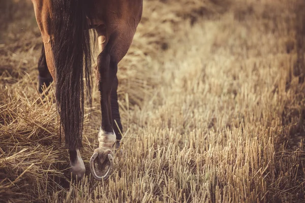 Bay Horse Sarı Buğday Tarlasında Yürüyor Nallı Toynak Yakın Çekimi — Stok fotoğraf