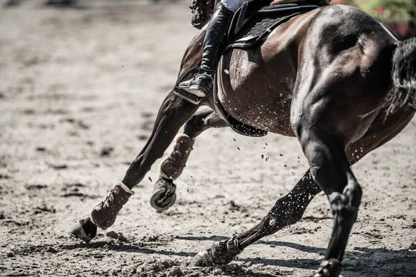 Sport Cavallo Movimento Dinamico Galloping Intorno Corso Durante Show Jumping — Foto Stock