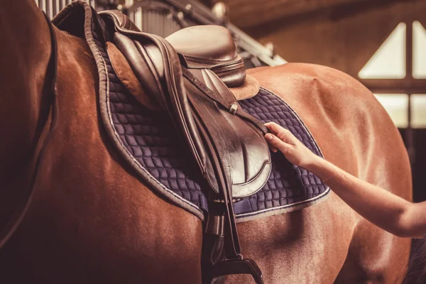 馬の鞍を調整する 馬術競技のテーマ ストック画像