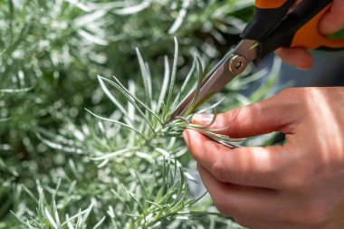 Köri bitkisi. Köri bitkisi buduyorum. Dünyanın baharatları işte. Bitkilerle ilgilenmek. Makasla eller.