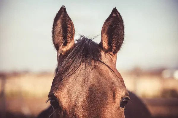 Close-up of a horse\'s ears. Horse sports equestrian theme.
