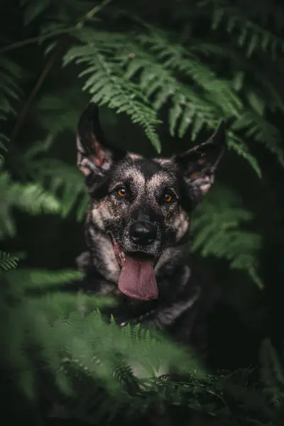 Happy German Shepherd in the ferns. Adopt a dog.