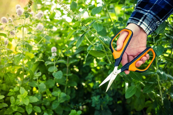 Gardening scissors. Pruning plants. Scissors in the hands of a gardener.