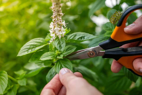 Basil. Pruning a basil plant. Spices of the world. Caring for plants. Hands with scissors.