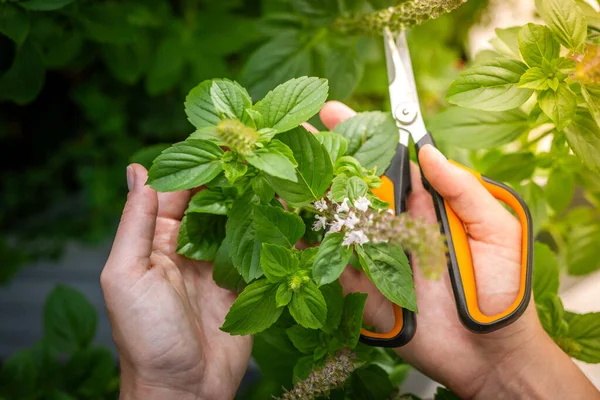Holding a basil plant. Woman with plant scissors. Caring for plants.