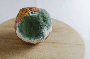 Moldy grapefruit on a wooden board on white background. Rotten fruits. Wasting food concept. Mildew covered citrus fruit. Horizontal orientation. Selective focus.
