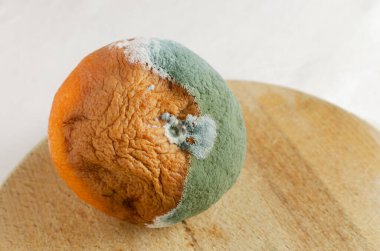 Moldy grapefruit on a wooden board on white background. Rotten fruits. Wasting food concept. Mildew covered citrus fruit. Horizontal orientation. Selective focus.