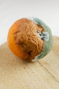 Moldy grapefruit on a wooden board on white background. Rotten fruits. Wasting food concept. Mildew covered citrus fruit. Vertical orientation. Selective focus.