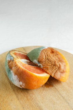 Moldy grapefruit cut in half on a wooden board on white background. Rotten fruits. Wasting food concept. Mildew covered citrus fruit. Vertical orientation. Selective focus.