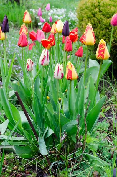 Красные Желтые Тюльпаны После Дождя Саду Среди Зелени Капля Цветок — стоковое фото