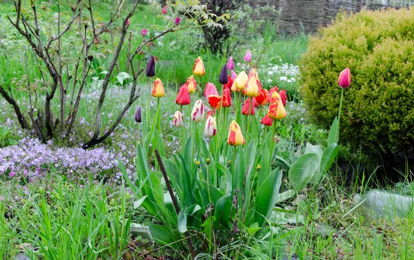 Tulipanes Rojos Amarillos Después Lluvia Jardín Entre Vegetación Una Gota — Foto de Stock