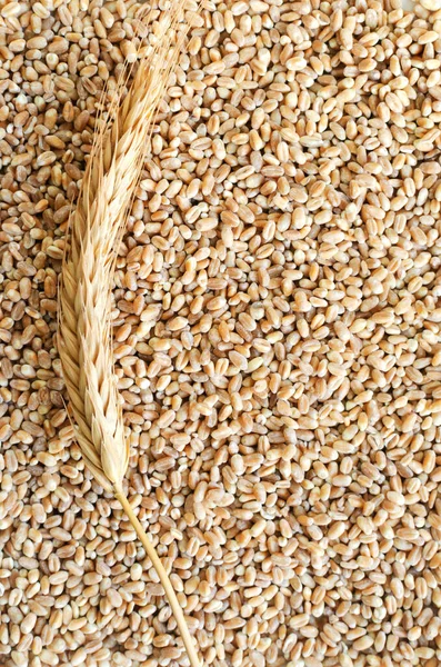One ear on a background of wheat grains. Rustic style. Concept of healthy food. Vertical orientation. Top view. Copy space