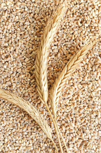 Three ears on a background of wheat grains. Rustic style. Concept of healthy food. Vertical orientation. Top view.