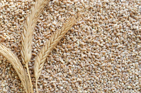 Three ears on a background of wheat grains. Rustic style. Concept of healthy food. Horizontal orientation. Top view. Copy space