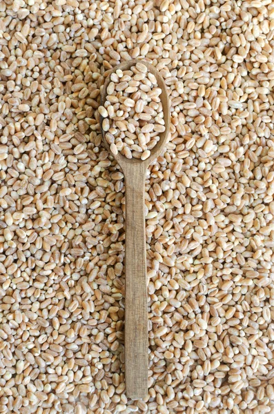 One wooden small spoon with wheat grains. Rustic style. Concept of healthy food. Vertical orientation. Top view.
