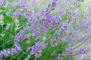 Lavanta çiçekleri. Yatay oryantasyon. Seçici odaklanma. Boşluğu kopyala