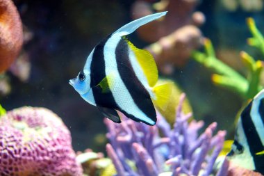 Mağripli Idol balığı zarif bir şekilde denizde yüzüyor. Deniz yaşamının zarafetini çağrıştırıyor. Bu büyüleyici yaratıkların büyüleyici güzelliklerini ve canlı renklerini gözler önüne seriyor.