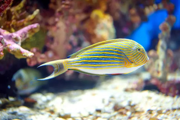 Lined Doktorfisch Acanthurus Lineatus Anmutig Navigieren Ihre Unterwasserwelt Kapselt Die lizenzfreie Stockfotos