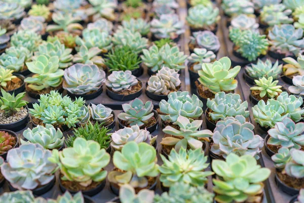 An extensive array of Echeveria succulents, showcasing their rosette forms and subtle color variations, potted and arranged at a nursery