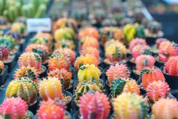 植物の保育園で販売するためにきちんと配置された 明るい色の配列を展示するグラフトされたセッティの鮮やかなコレクション ストック画像