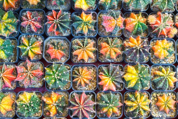 植物の保育園で販売するためにきちんと配置された 明るい色の配列を展示するグラフトされたセッティの鮮やかなコレクション ロイヤリティフリーのストック画像