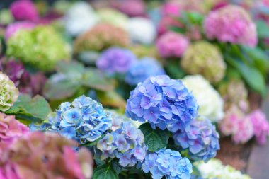 Hydrangea makrophylla parlak mor çiçekli kafa yakın plan. Hortensiya mor çiçeği. Fransız ortanca çiçeği bitkisi.