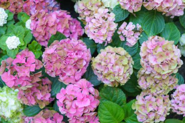 Hydrangea makrophylla parlak pembe çiçekli kafa yakın plan. Hortensiya pembe çiçeği. Fransız ortanca çiçeği bitkisi.