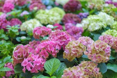 Hydrangea makrophylla parlak pembe çiçekli kafa yakın plan. Hortensiya pembe çiçeği. Fransız ortanca çiçeği bitkisi.